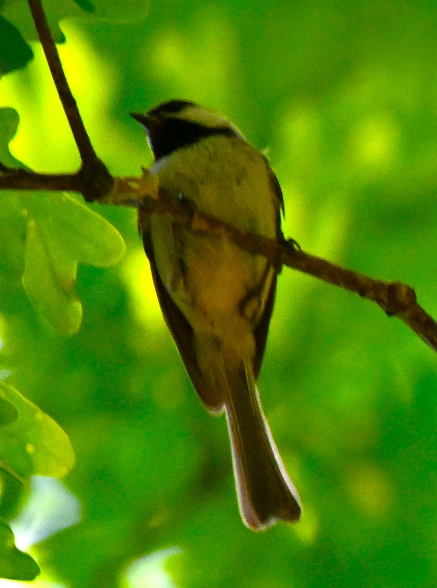 Carolina Chickadee - DAVID VIERLING