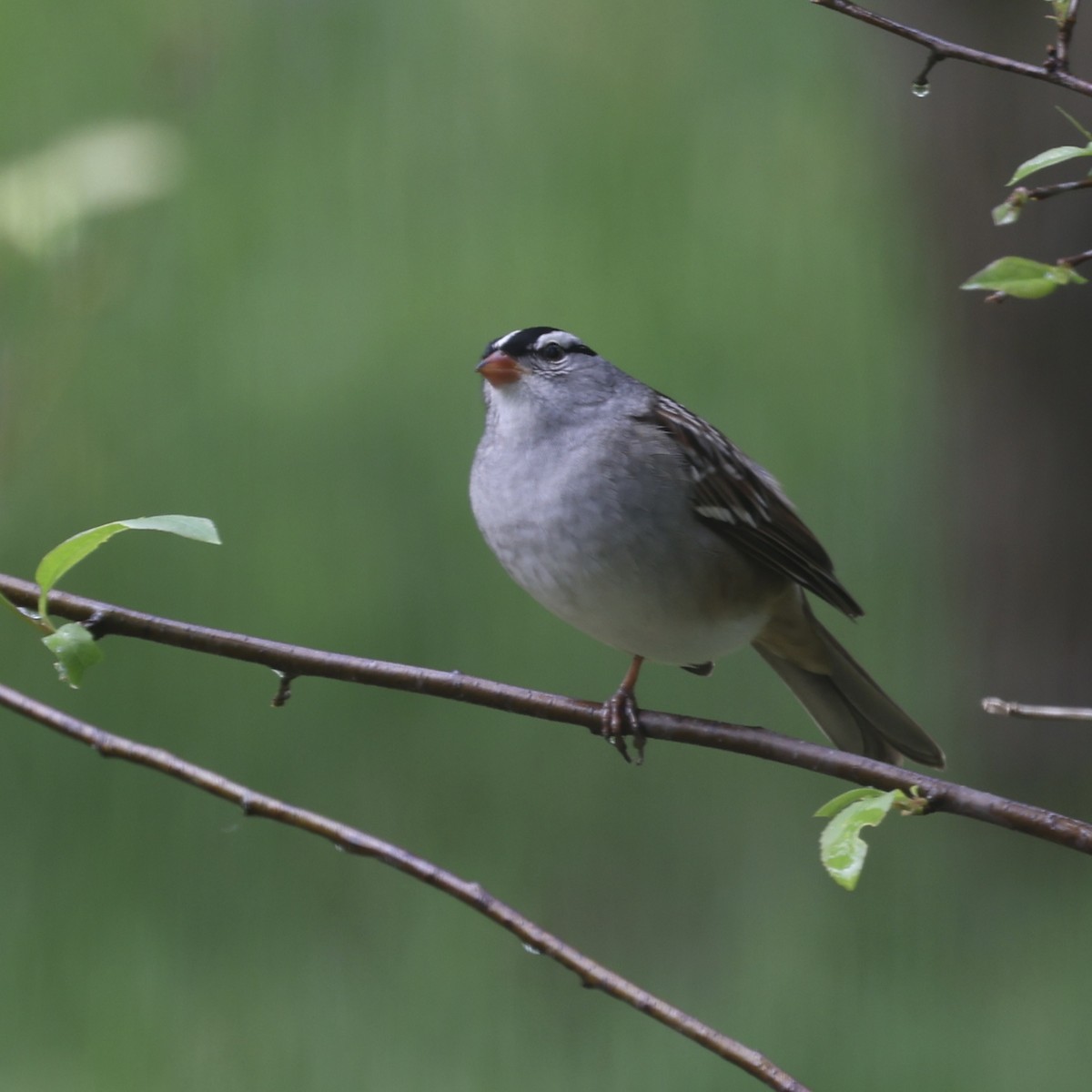 White-crowned Sparrow - Glenn and Ellen Peterson