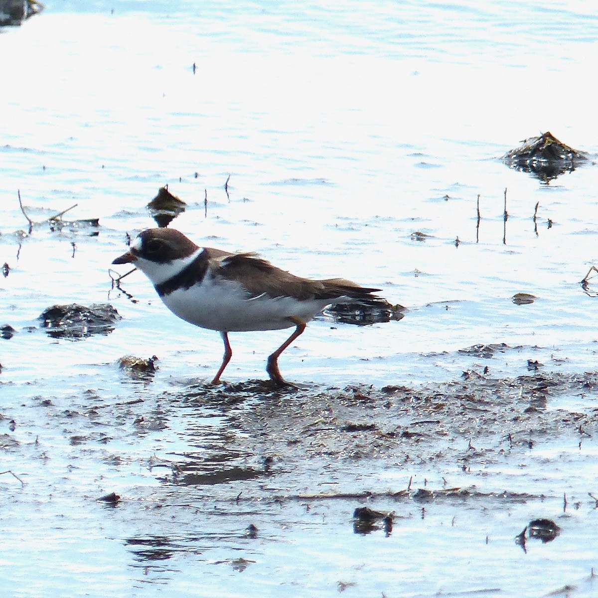 Semipalmated Plover - ML618995107