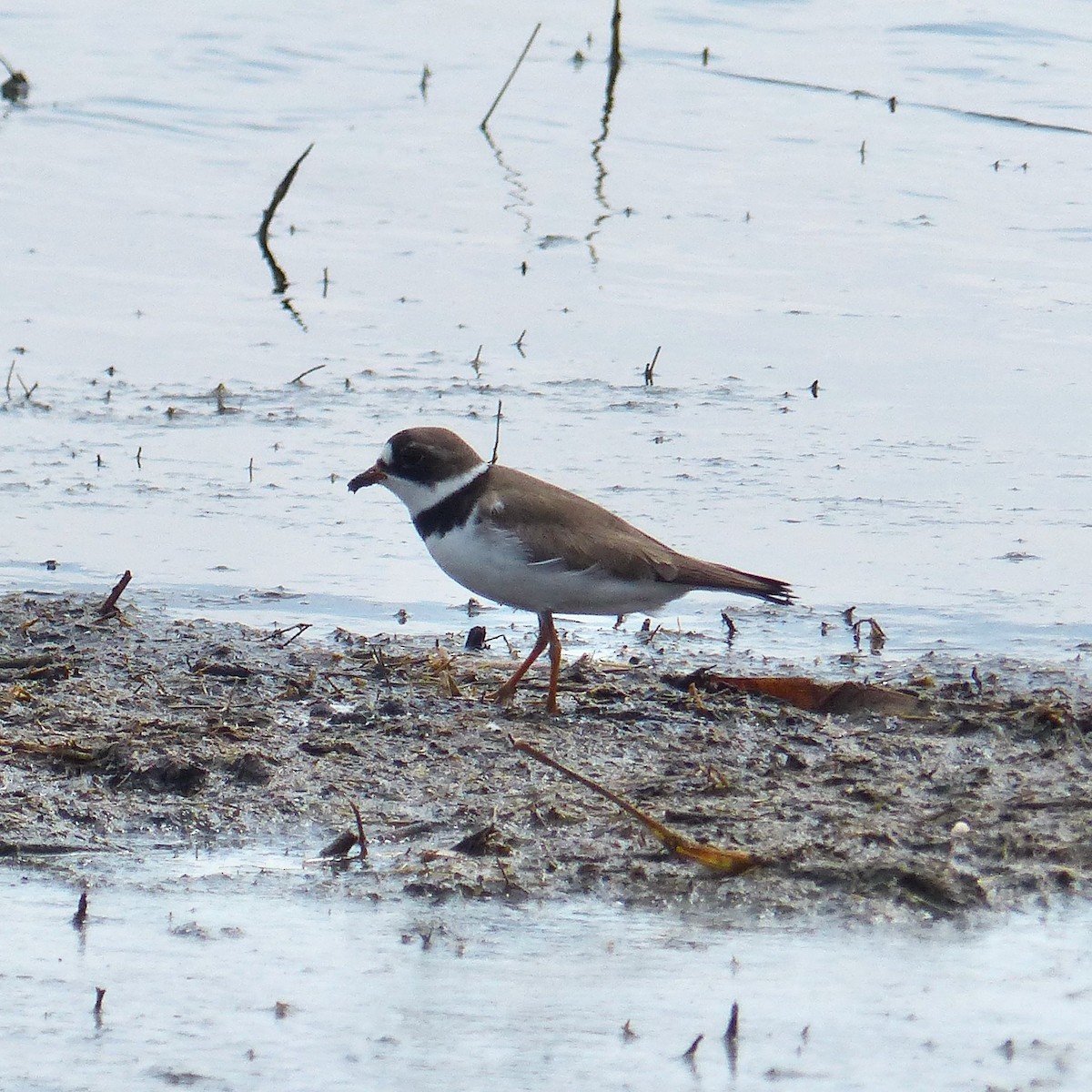 Semipalmated Plover - ML618995108