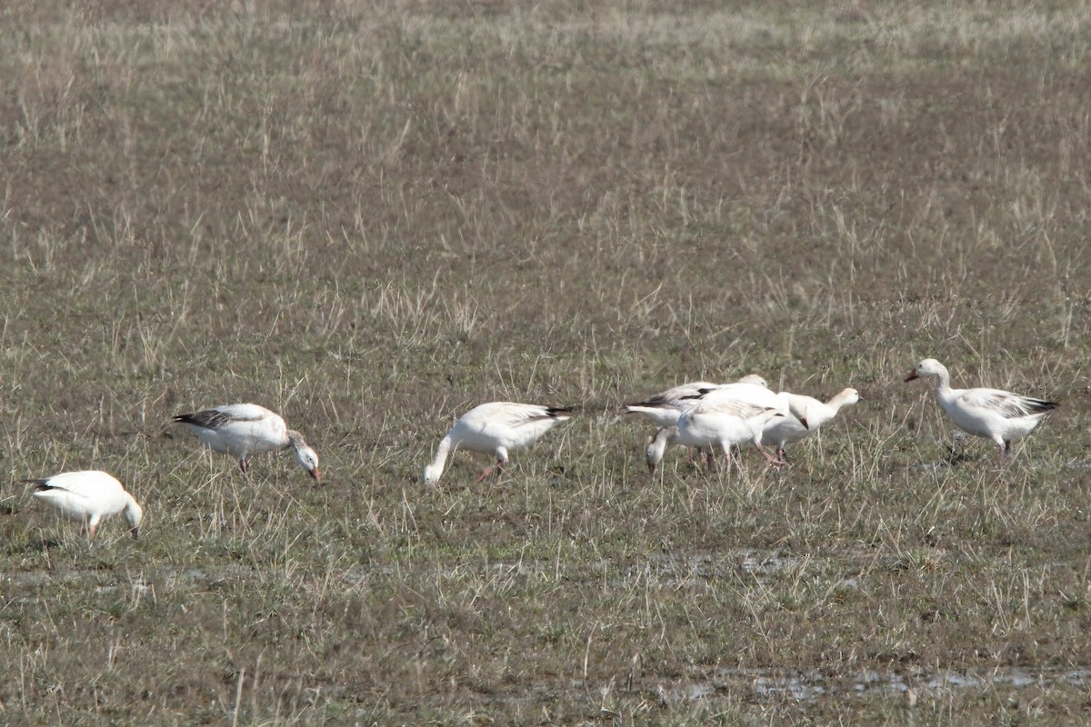 Snow Goose - ML618995109