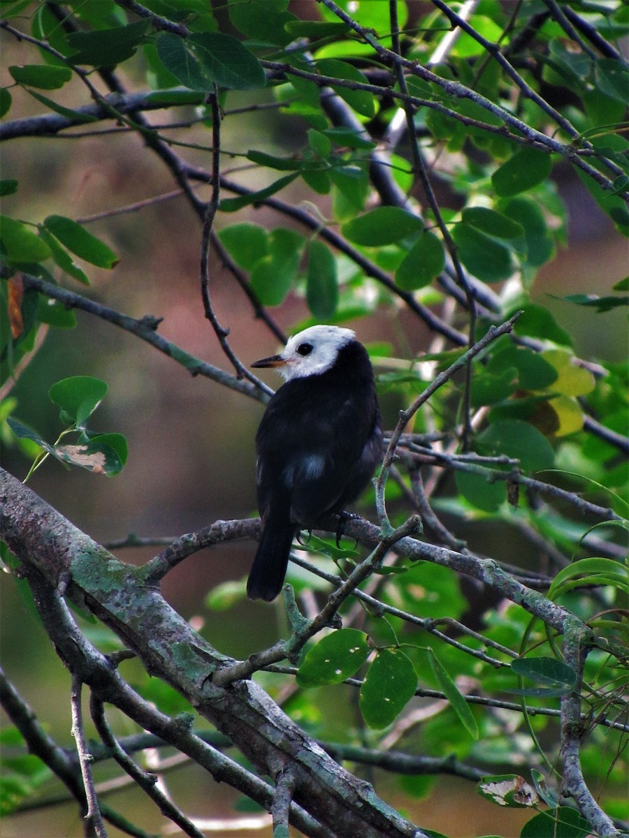 White-headed Marsh Tyrant - Luis Moreno