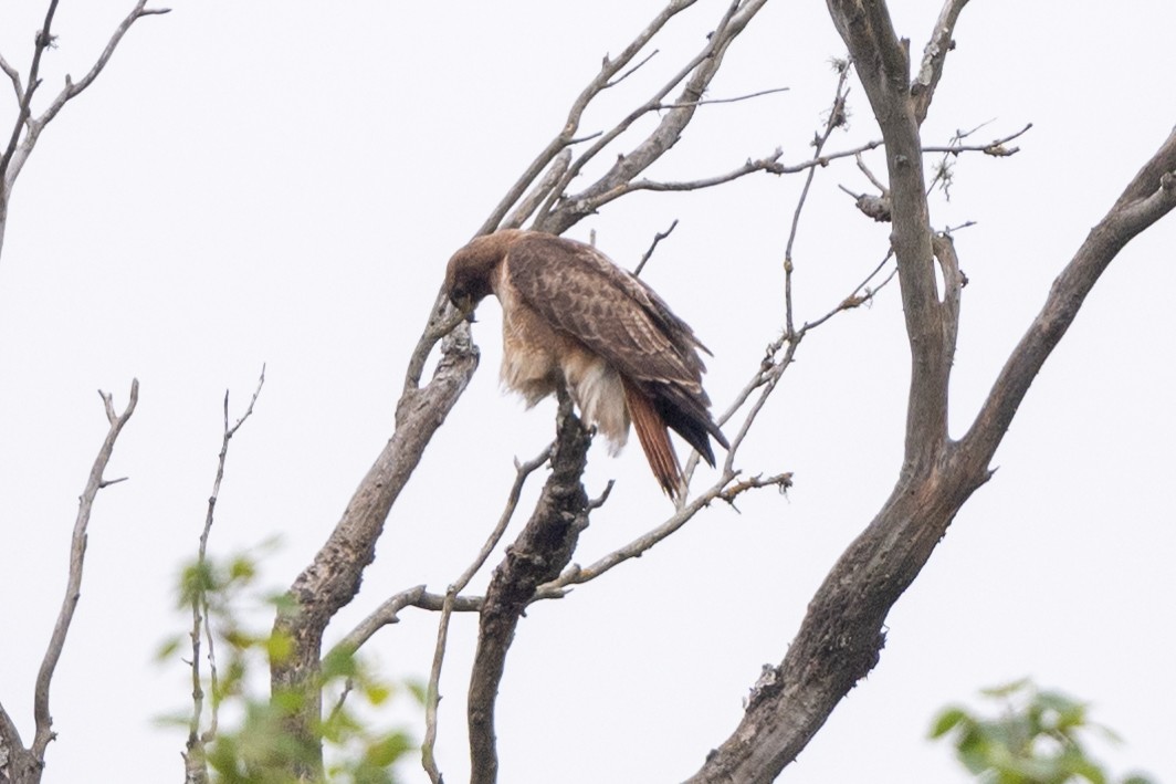 Red-tailed Hawk - Tom Hambleton