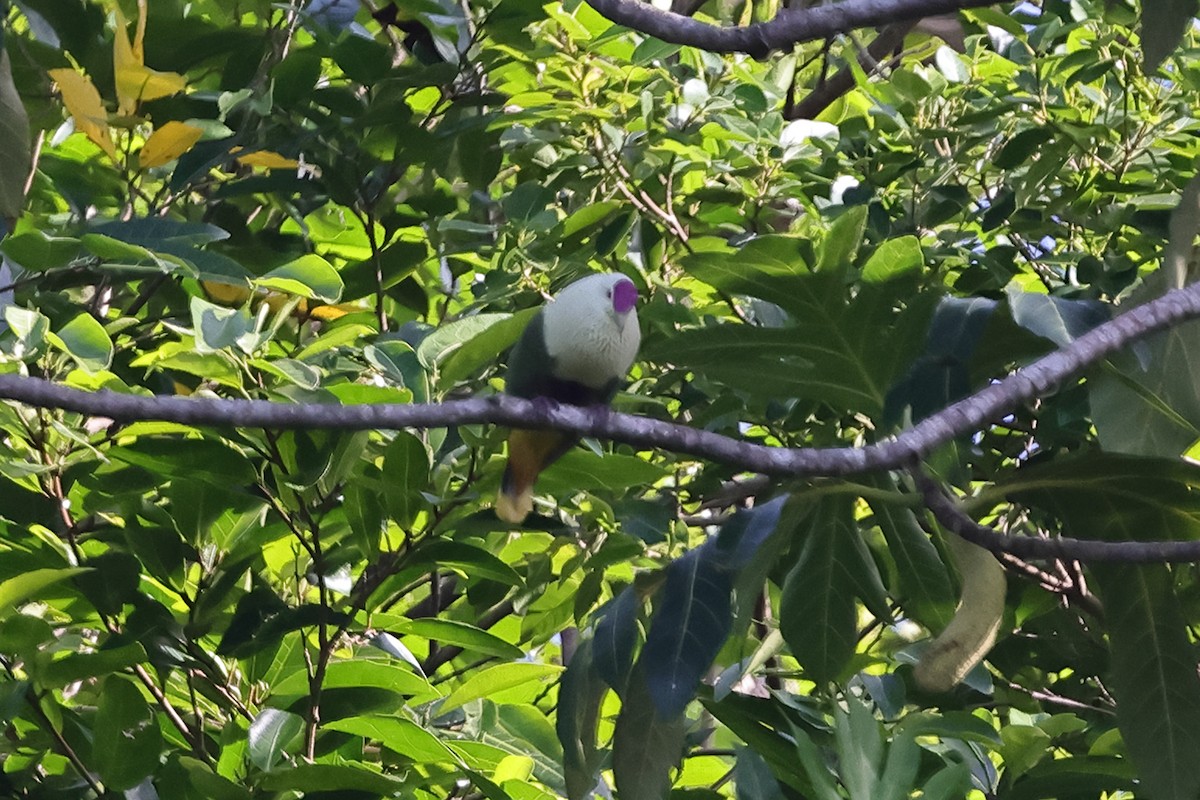 Purple-capped Fruit-Dove - Fabio Olmos