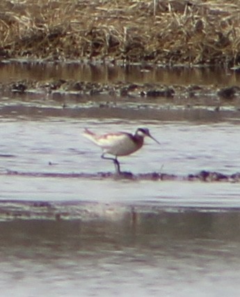 Wilson's Phalarope - ML618995158