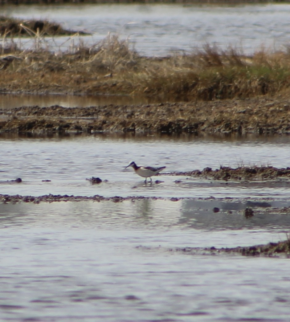 Wilson's Phalarope - Alex Felisberto