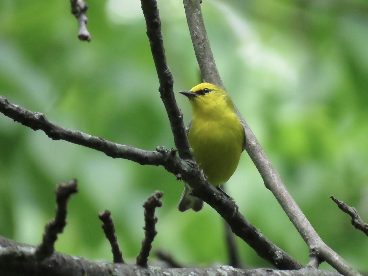 Blue-winged Warbler - ML618995183