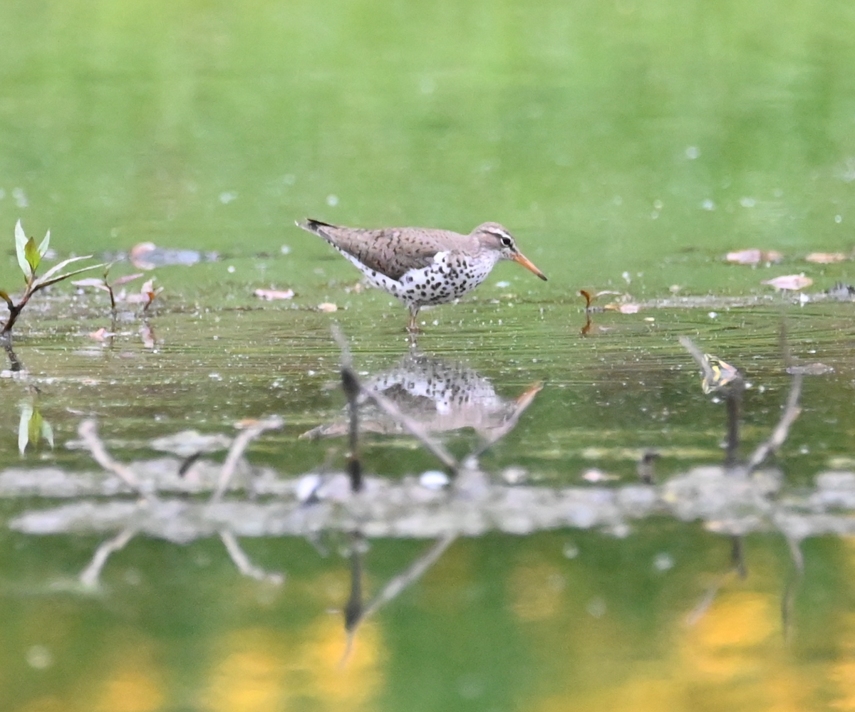 Spotted Sandpiper - Heather Buttonow