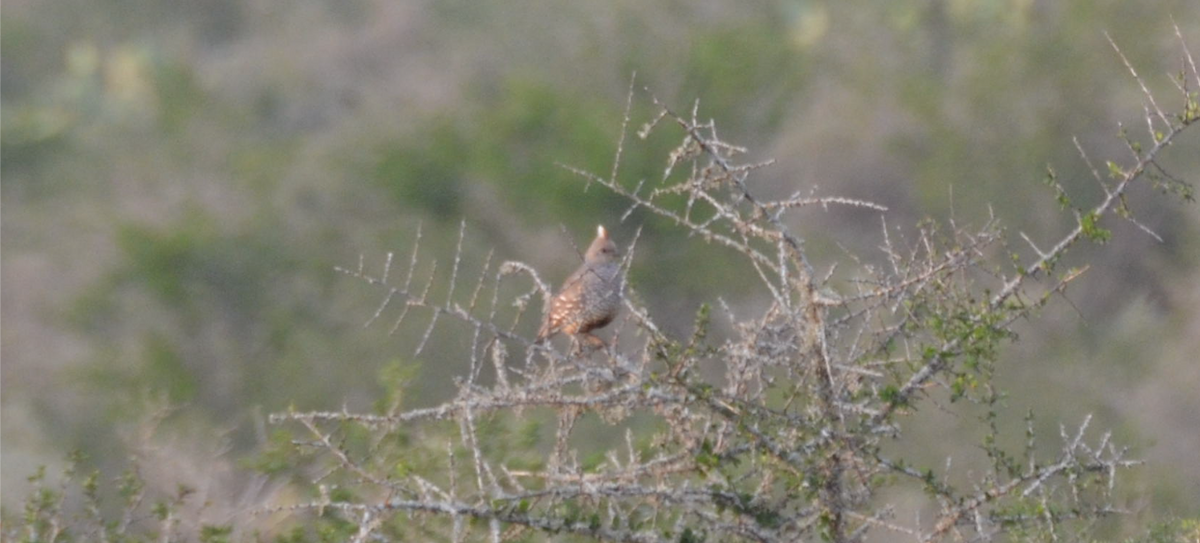 Scaled Quail - Christopher Brink