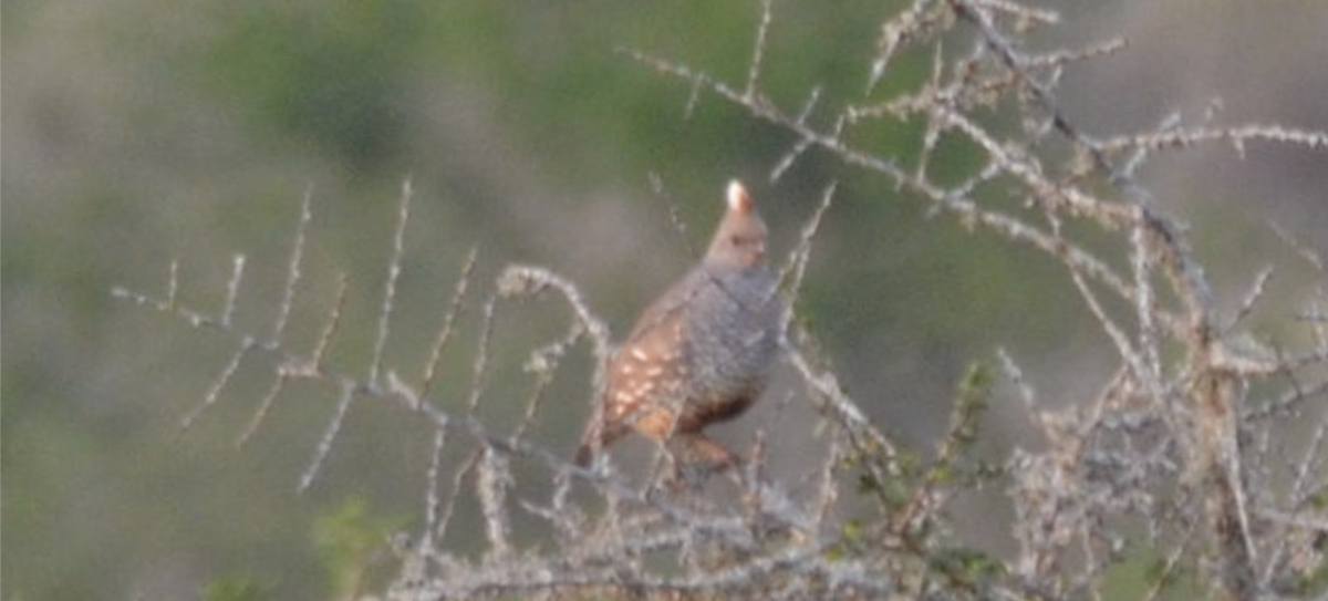 Scaled Quail - Christopher Brink