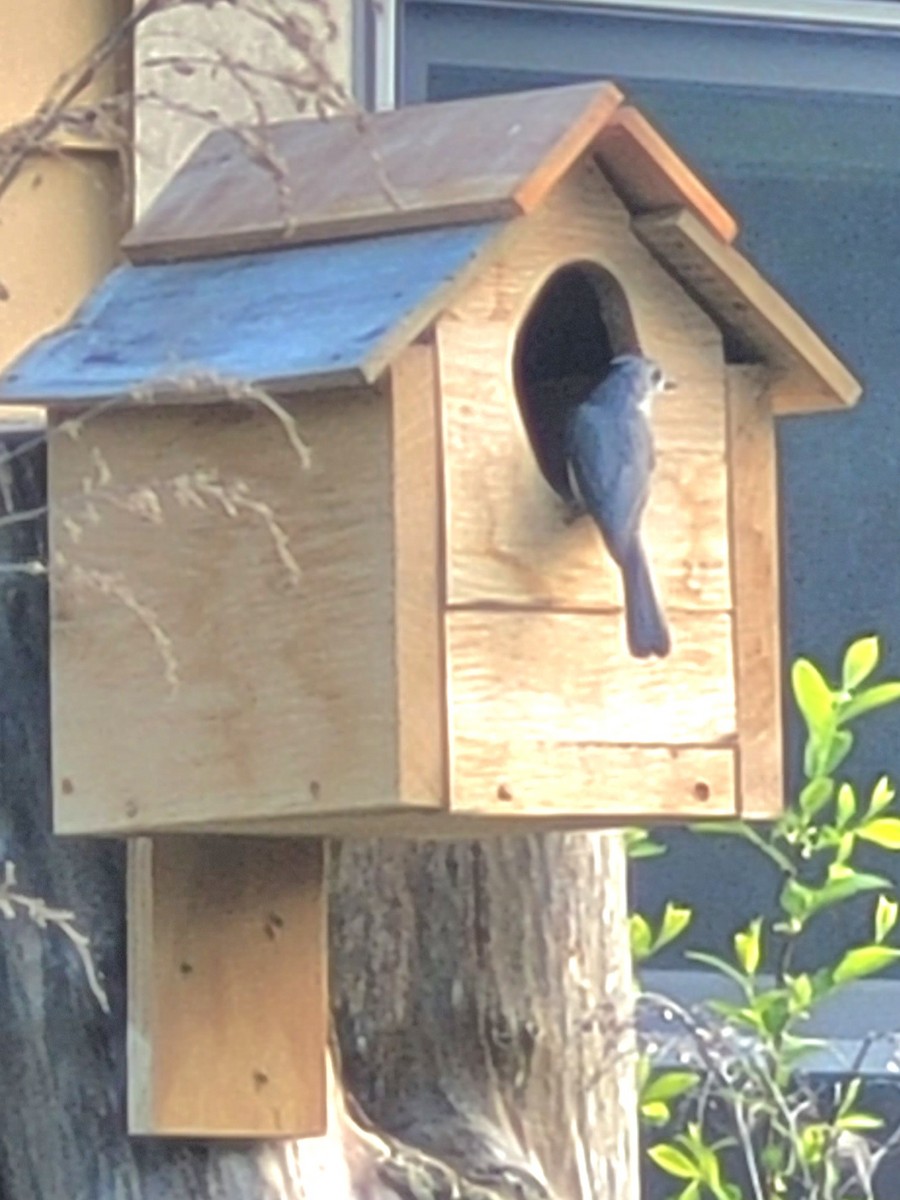 Tufted Titmouse - ML618995229