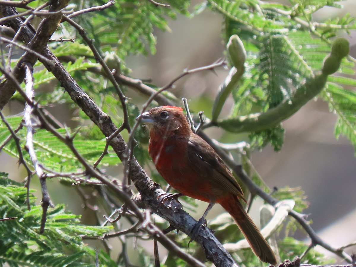 Red-crested Finch - Johansen Guevara Cohayla
