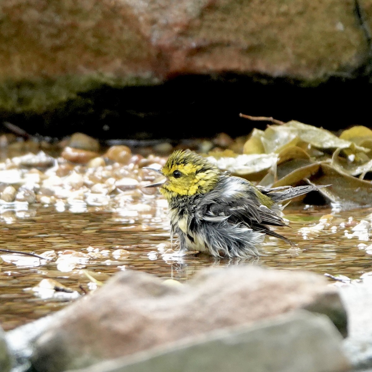 Black-throated Green Warbler - Sue Orwig