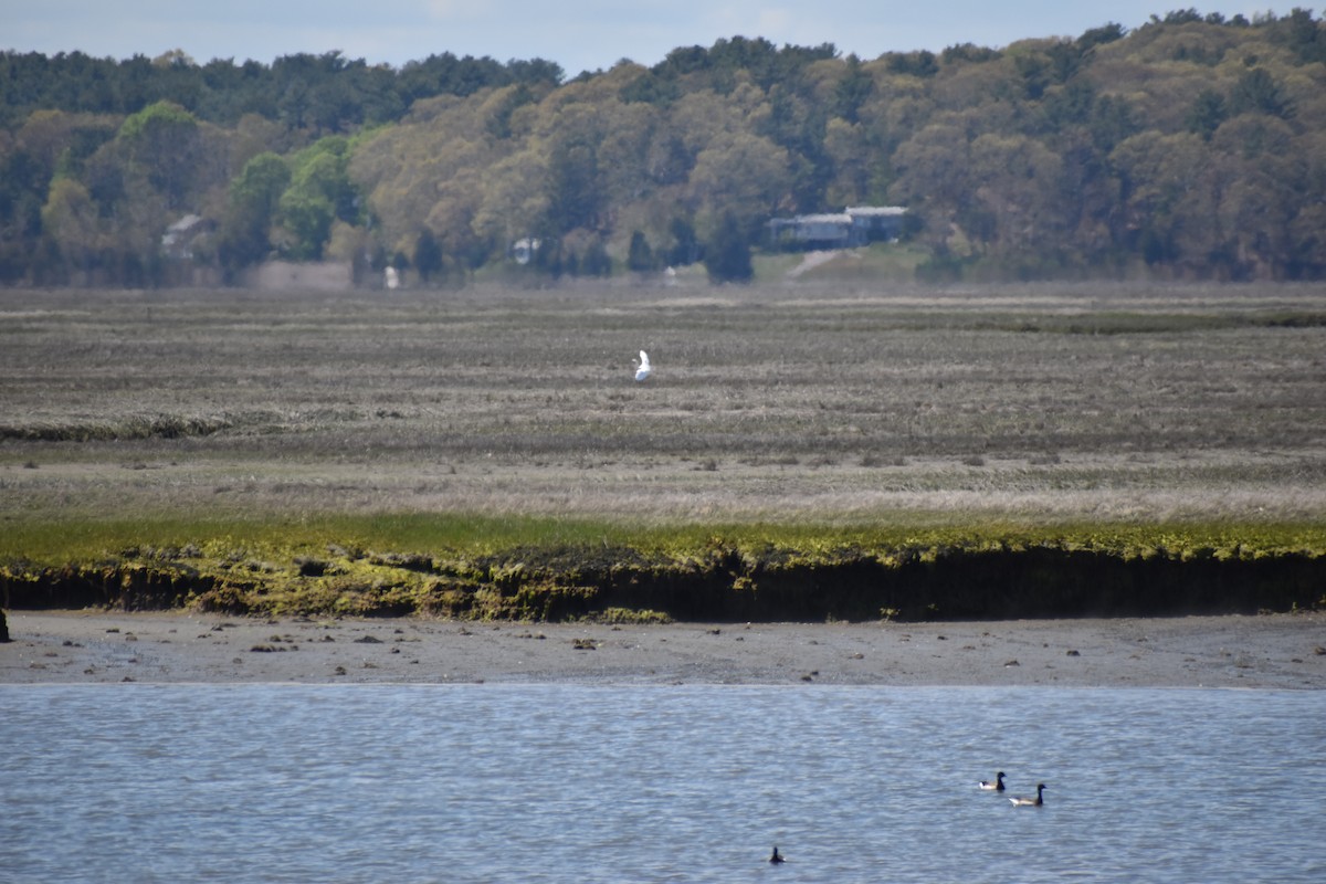 Great Egret - ML618995297