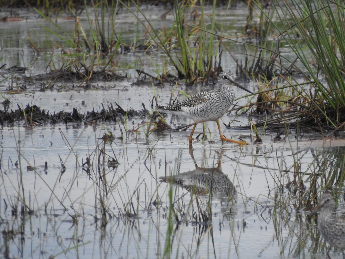 Greater Yellowlegs - Peter Erickson