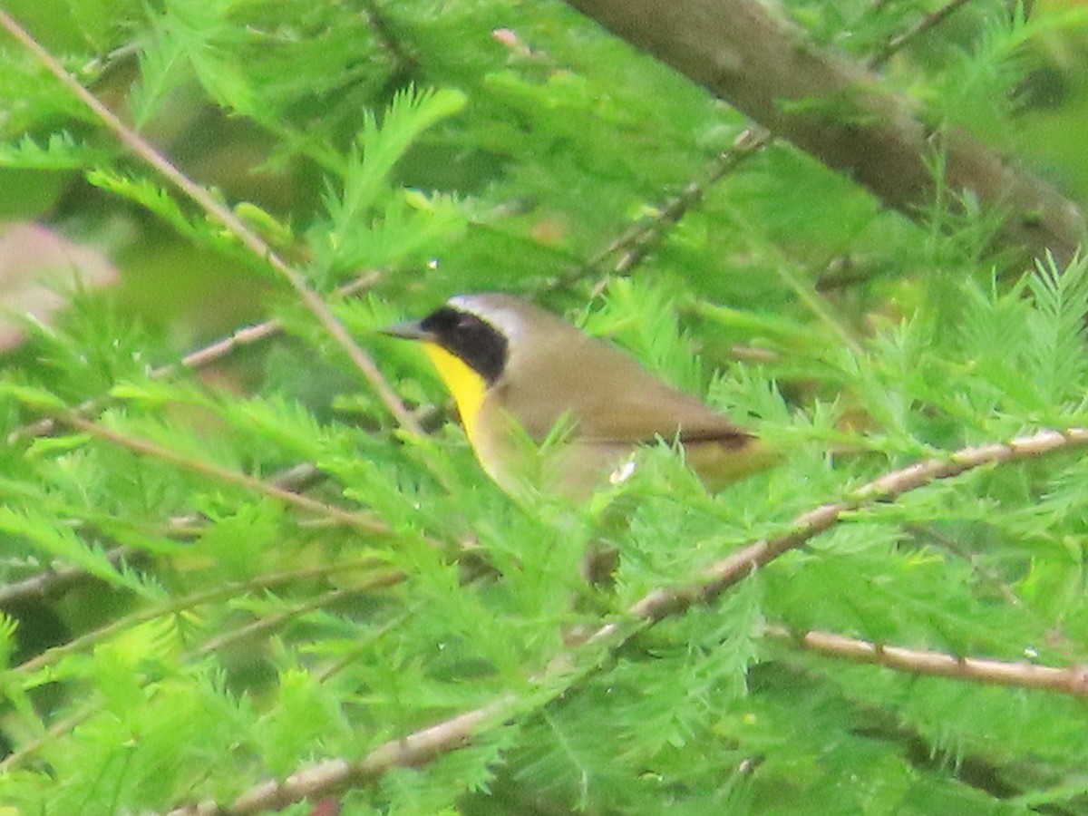 Common Yellowthroat - ML618995302