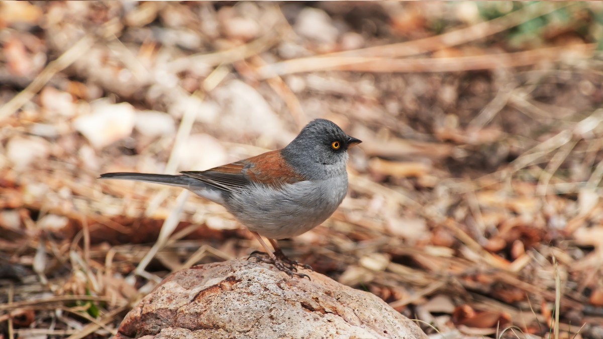 Yellow-eyed Junco - Gary and Judy Streeter