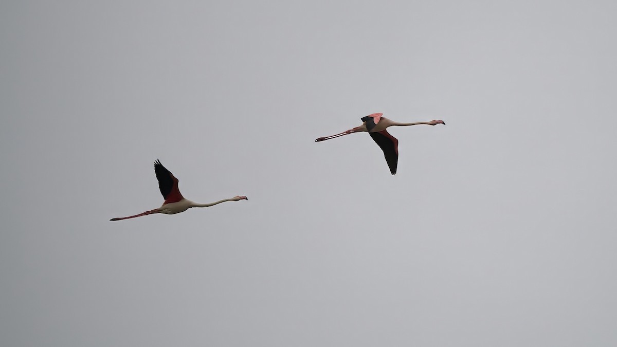 Greater Flamingo - Kraig Cawley