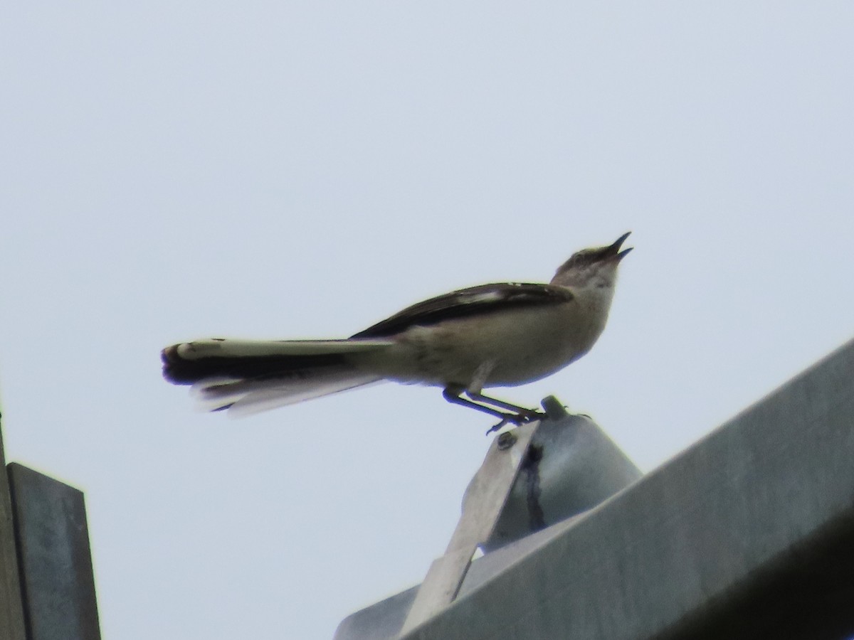 Northern Mockingbird - ML618995313