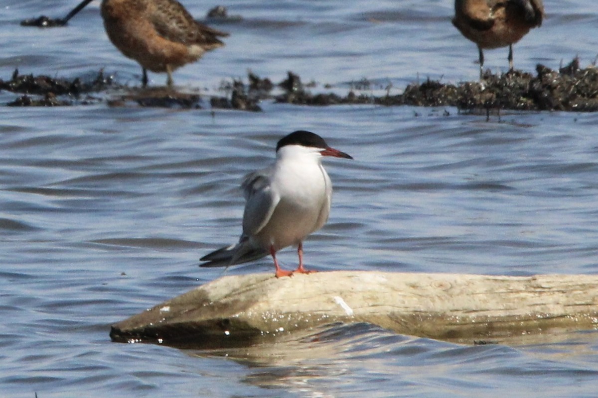 Common Tern - ML618995318