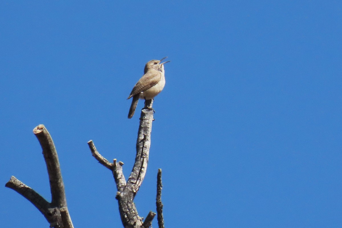 Rock Wren - ML618995319