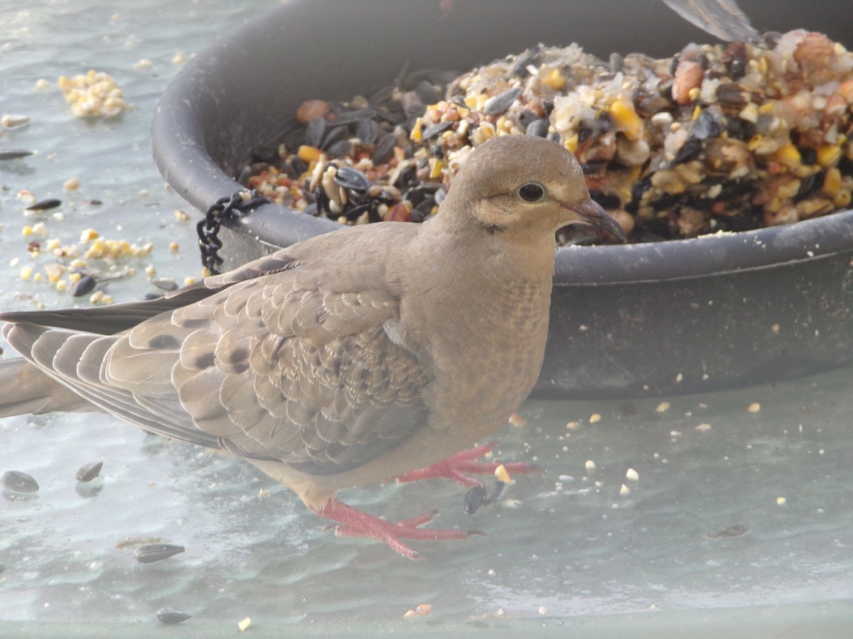 Mourning Dove - Texas Bird Family