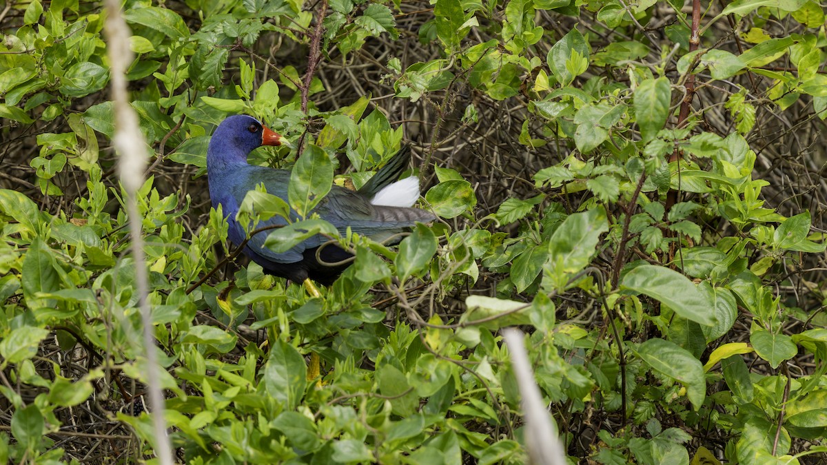 Purple Gallinule - ML618995341