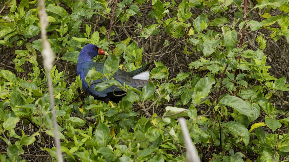 Purple Gallinule - ML618995348