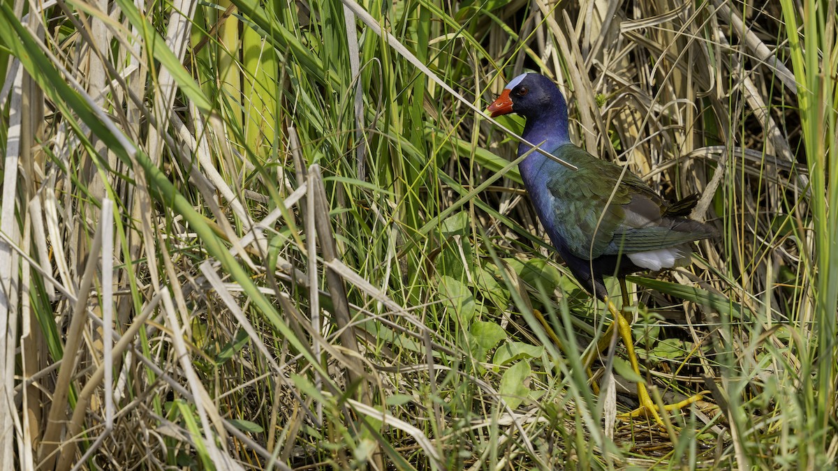 Purple Gallinule - ML618995349