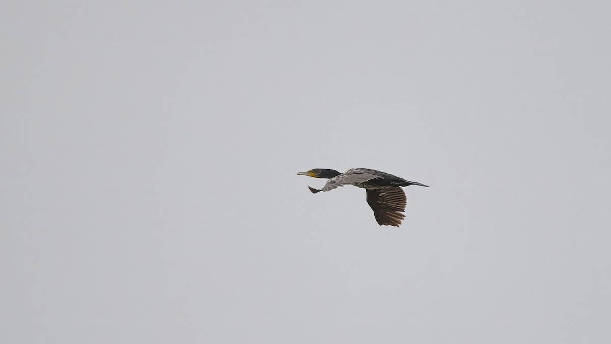 Great Cormorant - Kraig Cawley