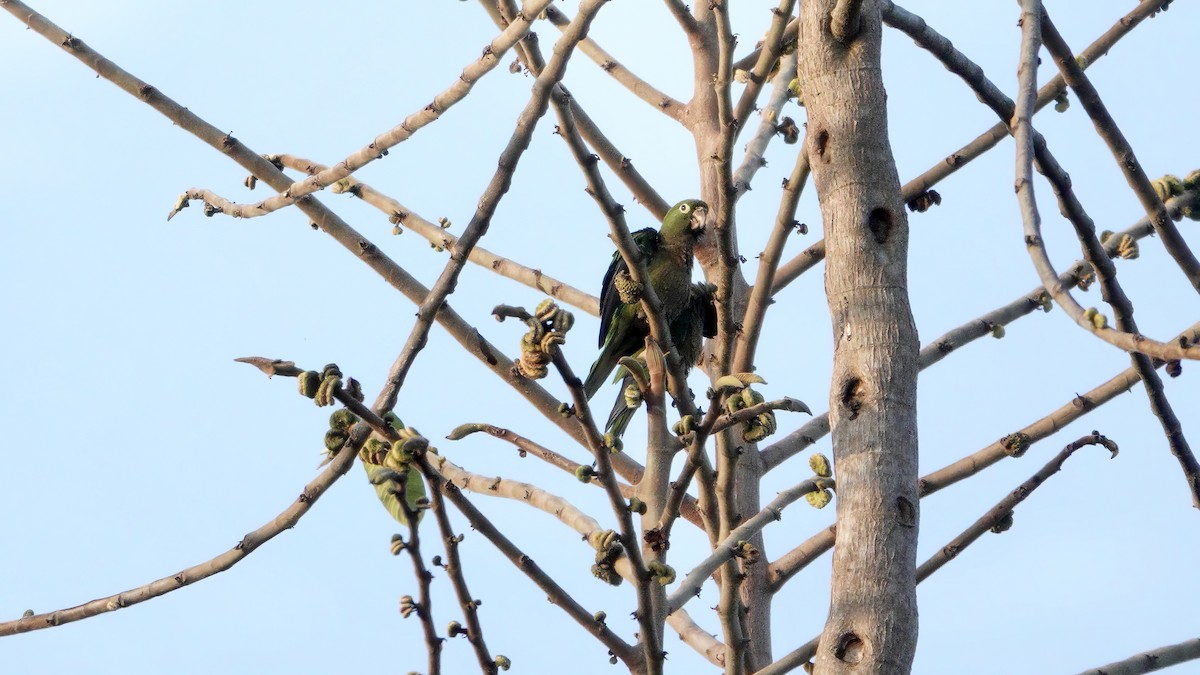 Olive-throated Parakeet - Wink Gross