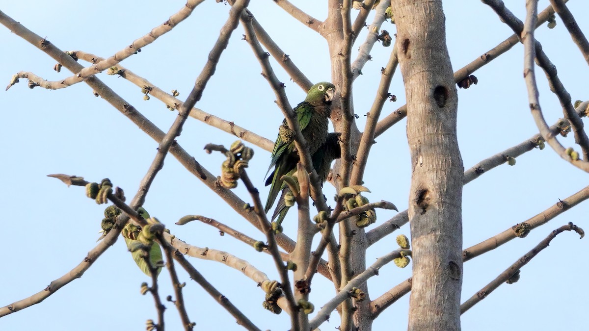 Olive-throated Parakeet - Wink Gross