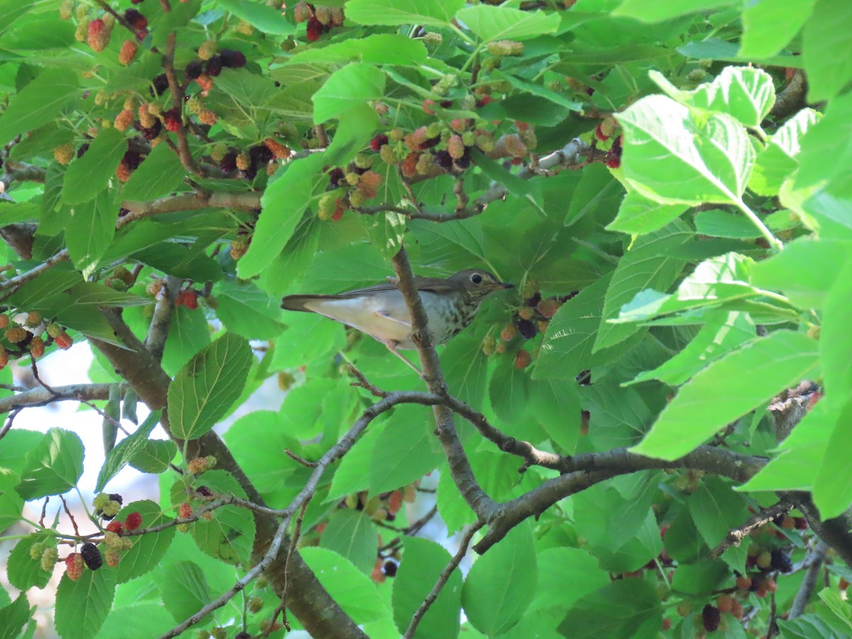 Swainson's Thrush - Doug Graham