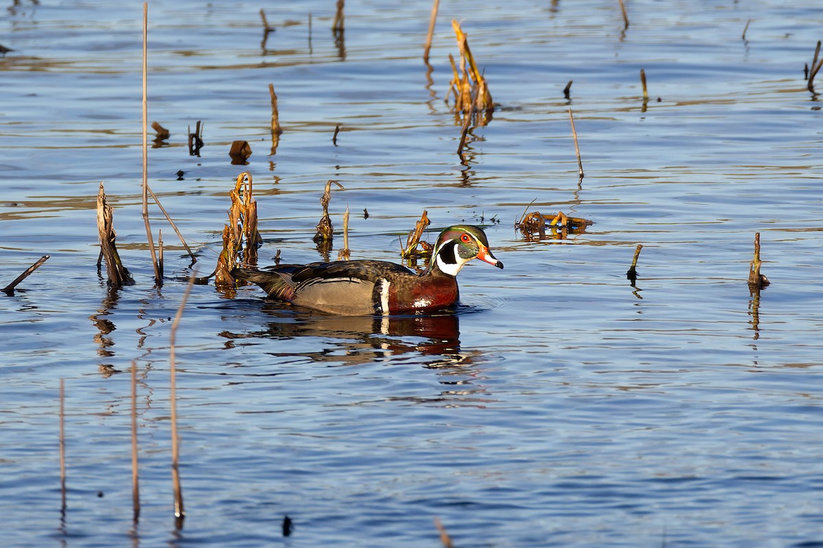 Wood Duck - Stephane Demers