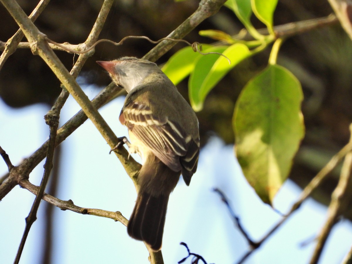 Small-billed Elaenia - Manuel Pérez R.