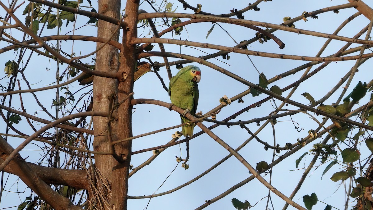 Red-lored Parrot - Wink Gross