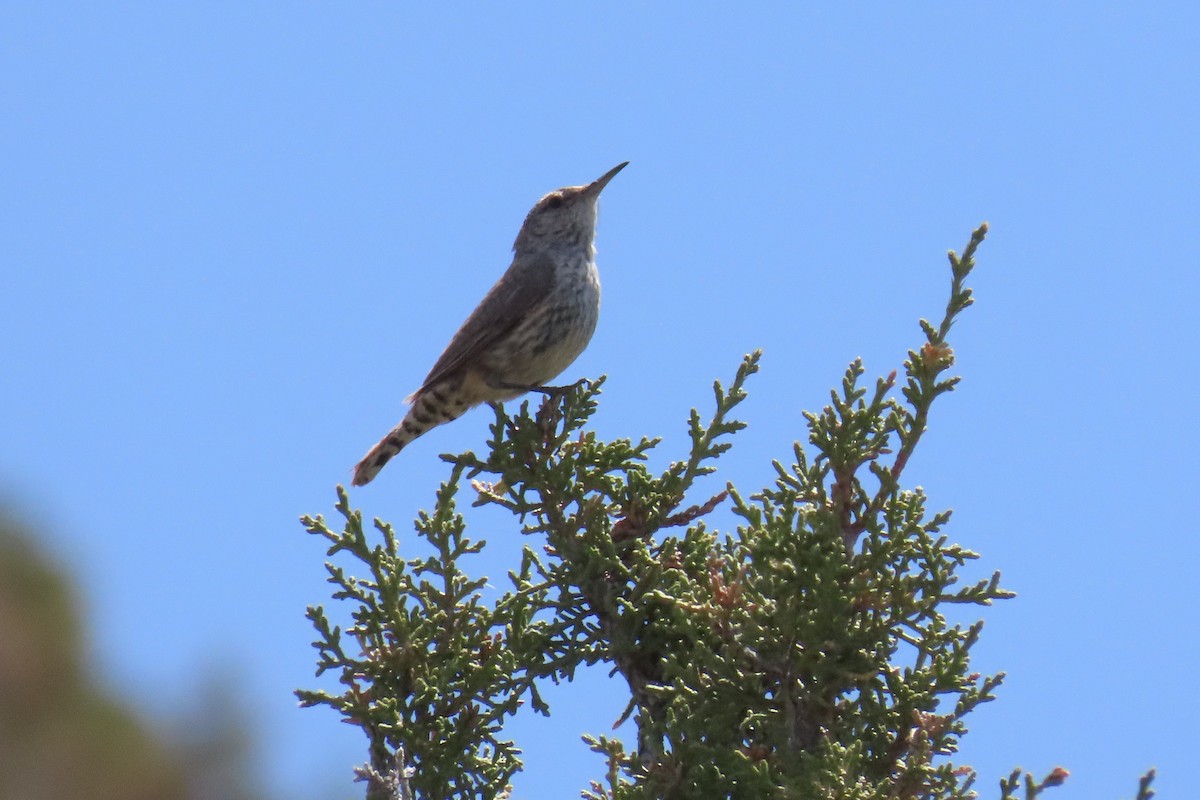 Rock Wren - ML618995423