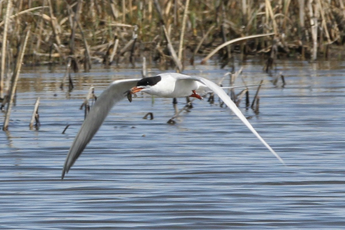 Forster's Tern - Quinn Desilets