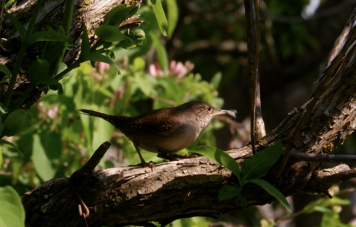 House Wren - Adrianne Knighton