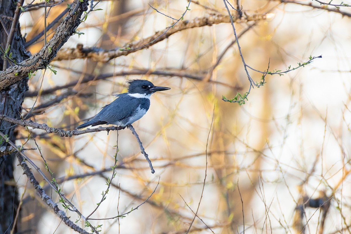 Belted Kingfisher - Stephane Demers