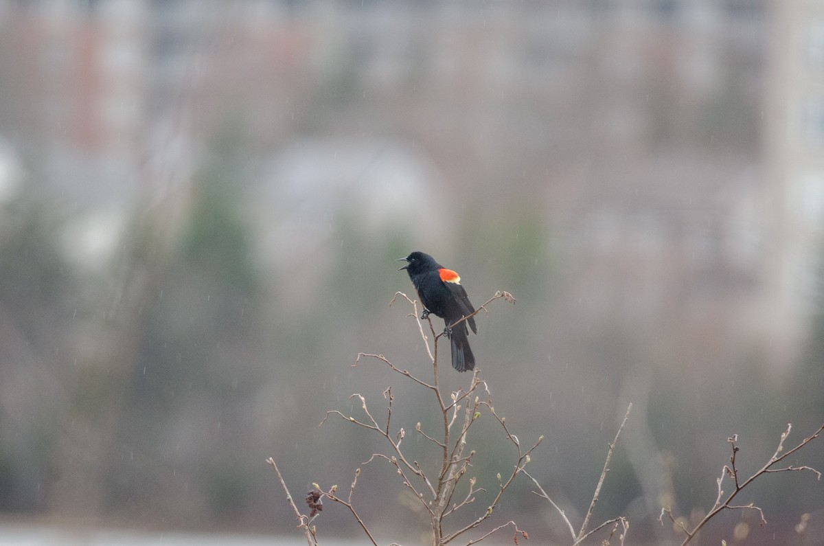 Red-winged Blackbird - Owen Sullivan