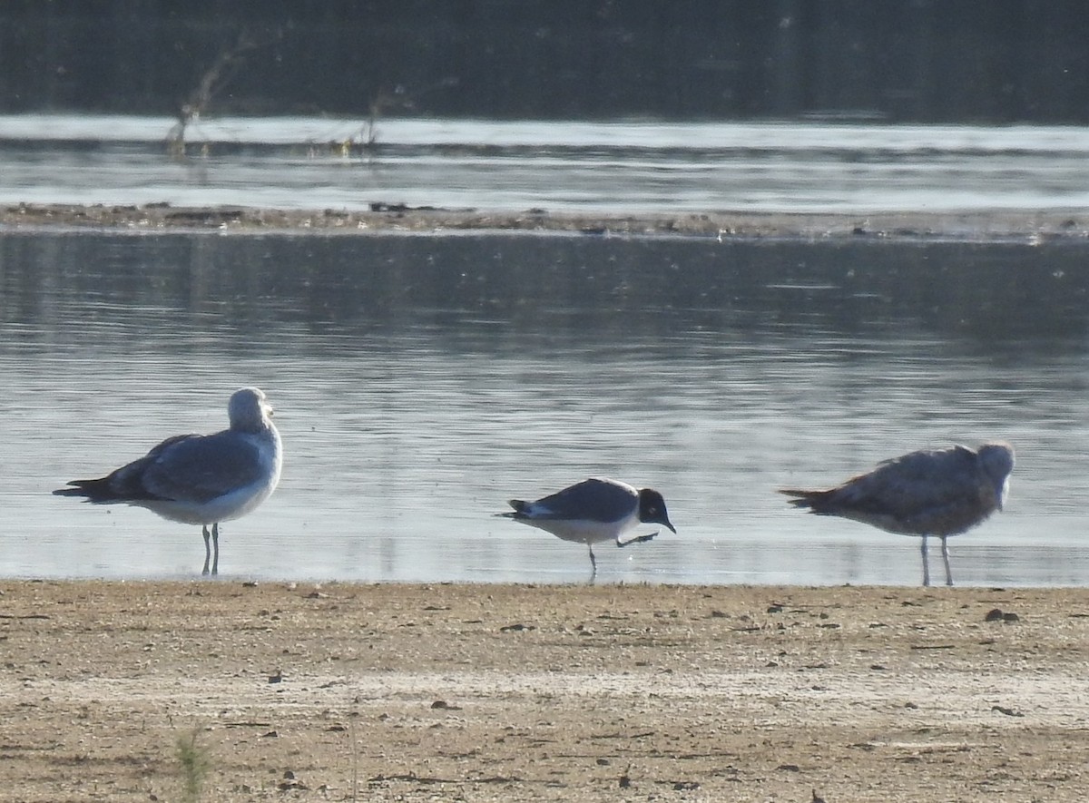 Franklin's Gull - Chris Dean