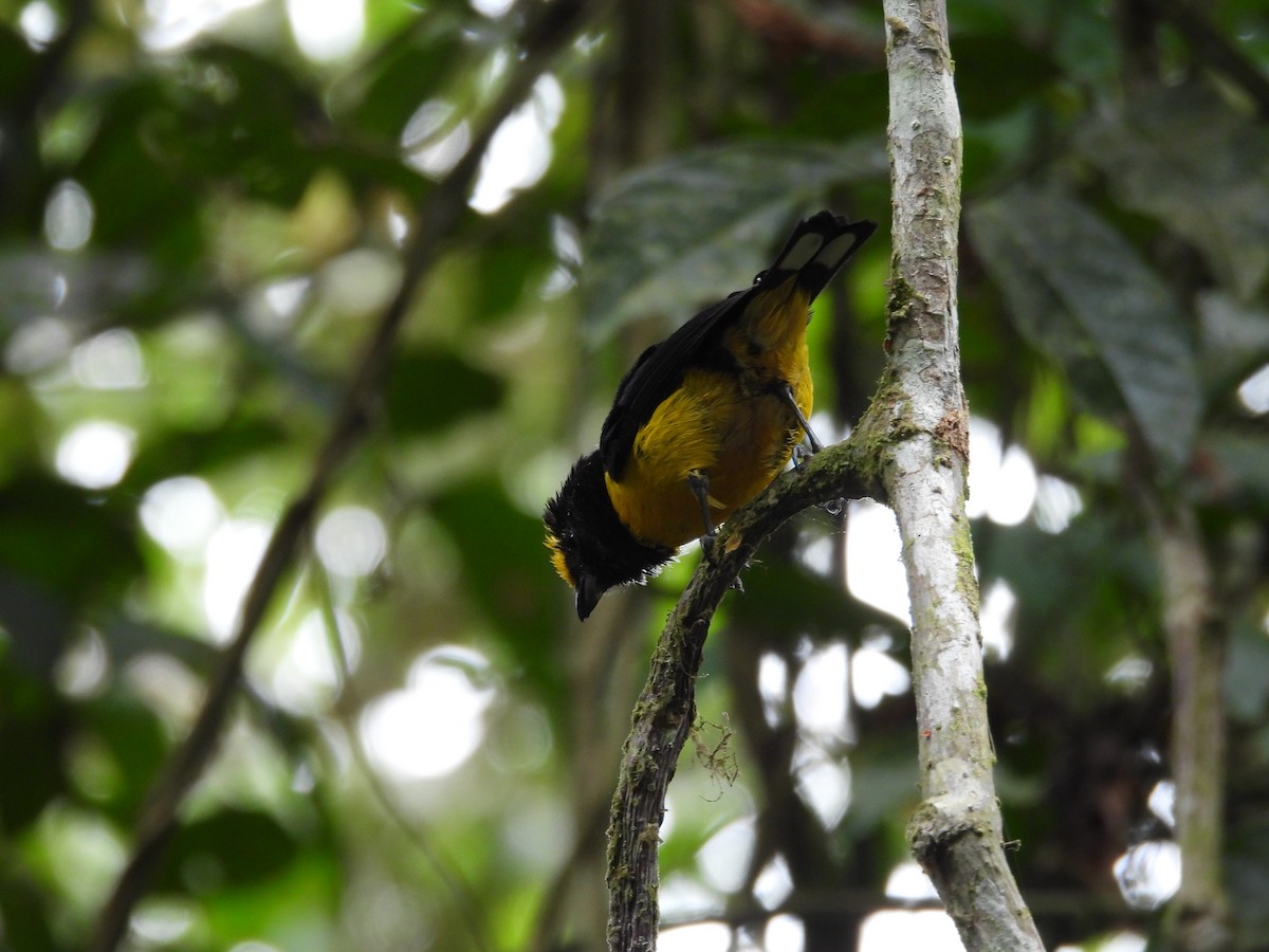 Orange-bellied Euphonia - Hunter Burggraf