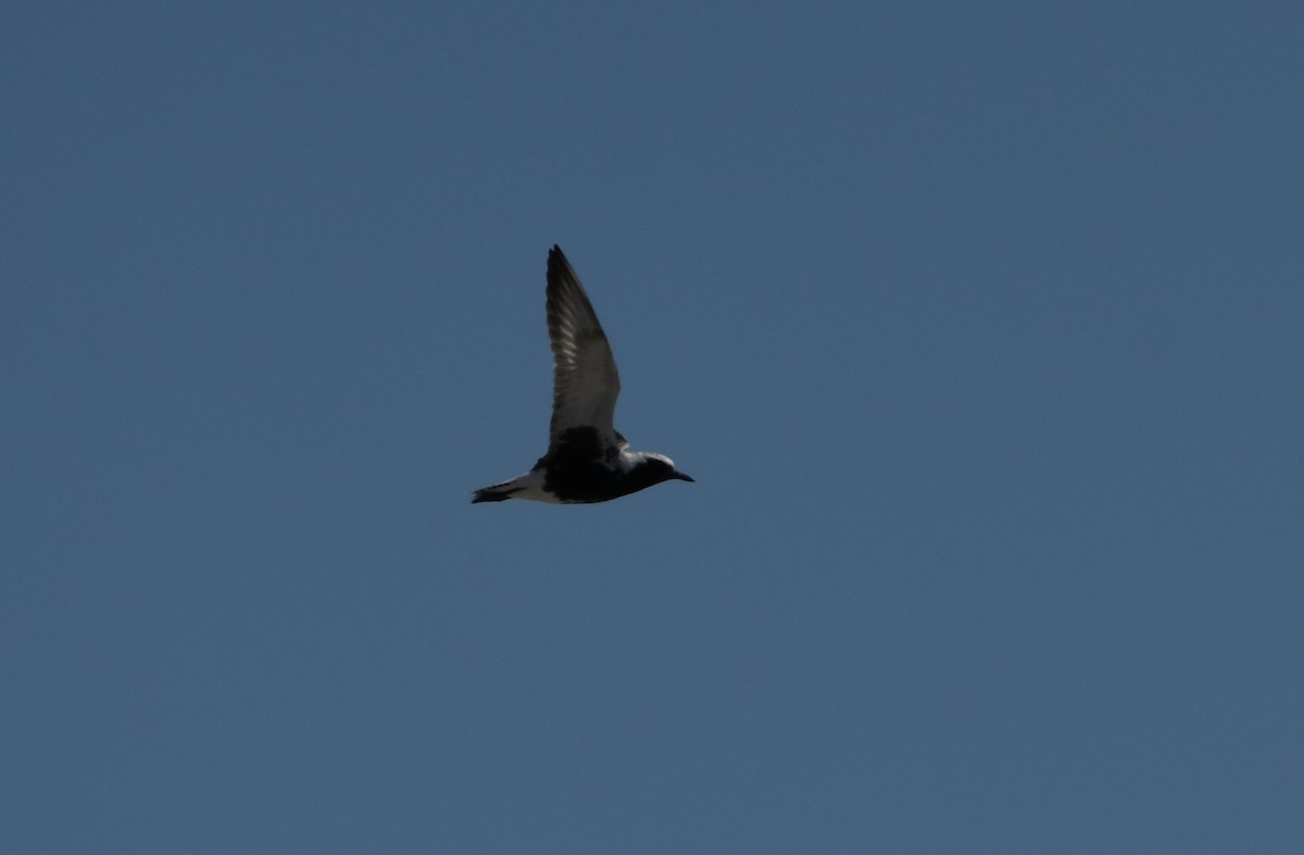 Black-bellied Plover - ML618995513