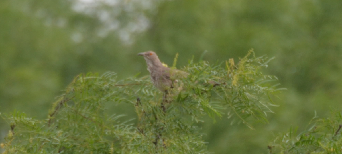 Curve-billed Thrasher - ML618995514