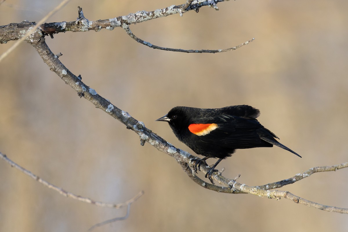 Red-winged Blackbird - Stephane Demers