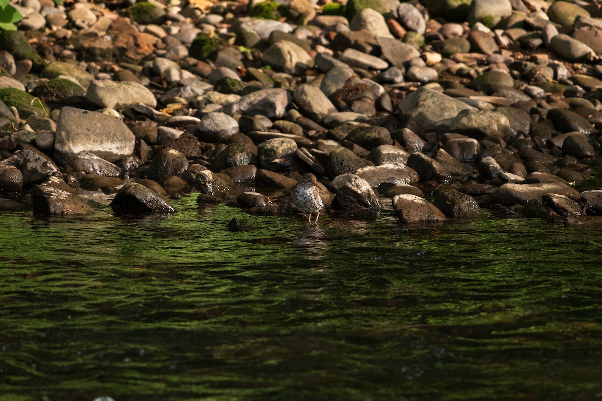 Spotted Sandpiper - ML618995588