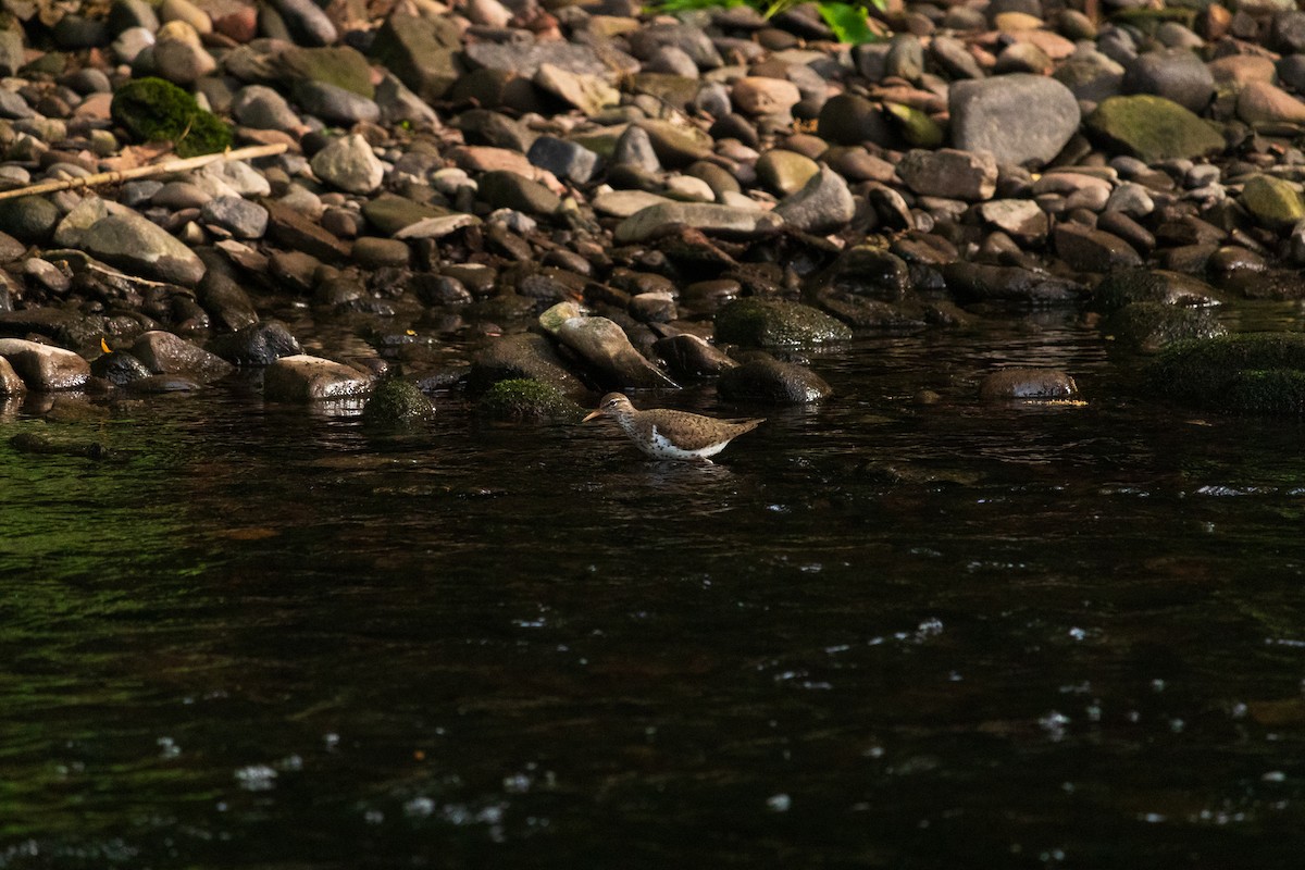 Spotted Sandpiper - ML618995590