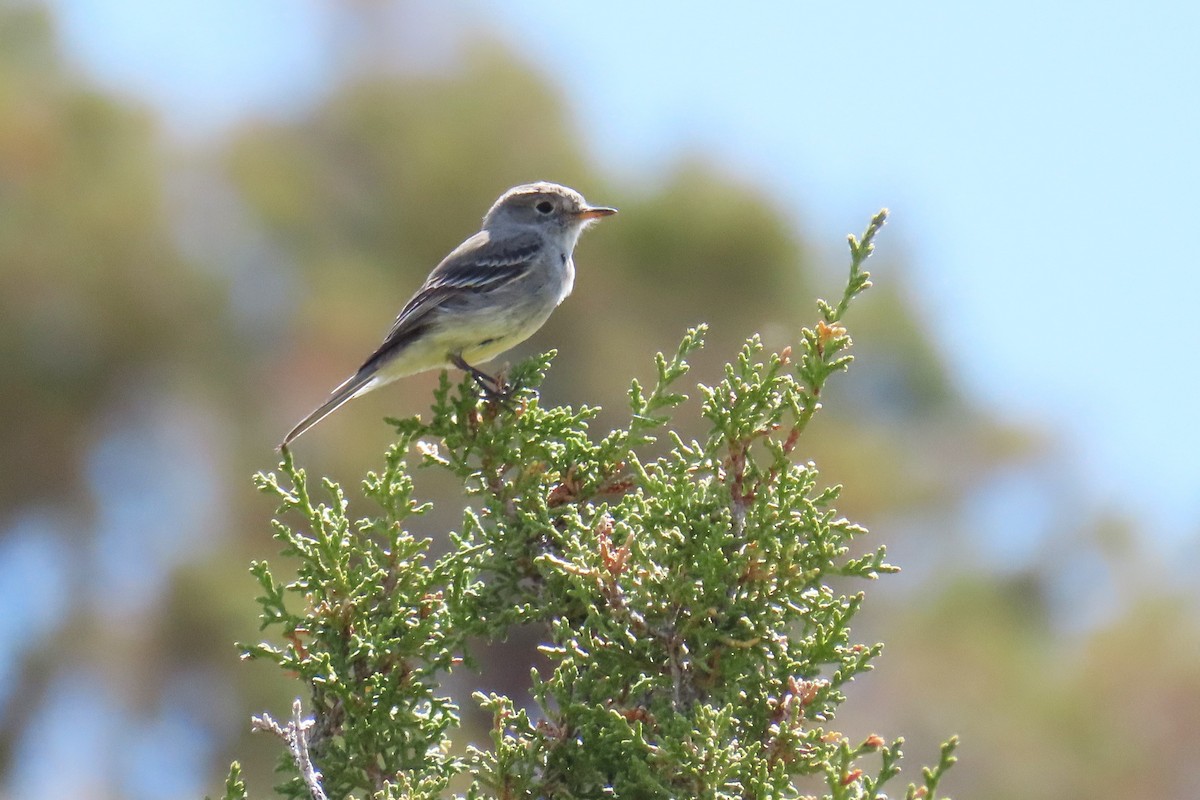 Gray Flycatcher - ML618995592