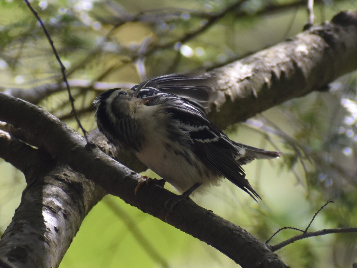Black-and-white Warbler - C Liazos